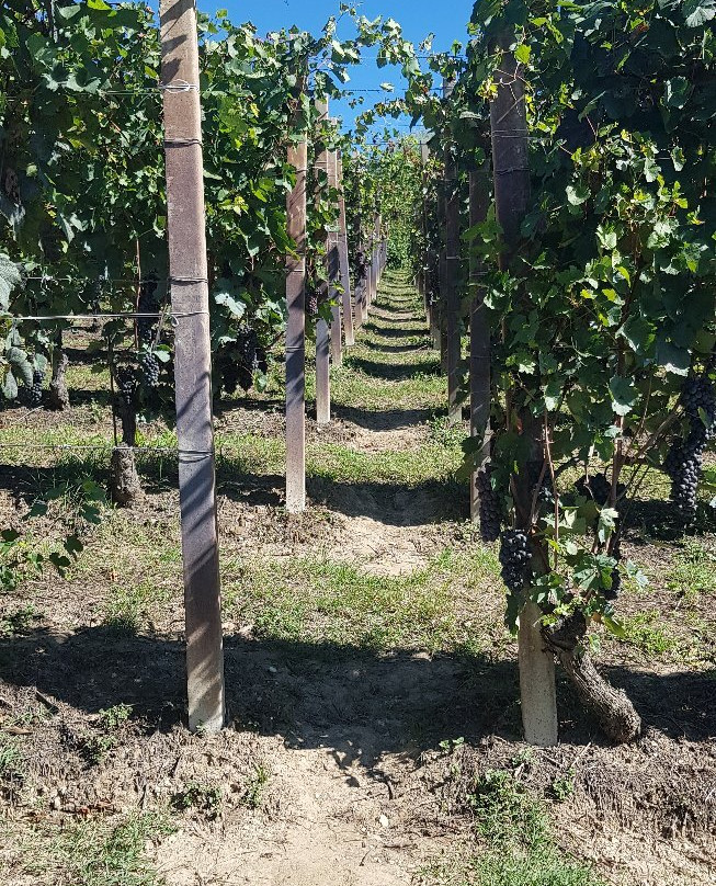 Maurilio Vaira Tenuta del Barone-Narzole必去景点