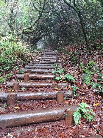 Levada dos Cedros-莫尼什港必去景点