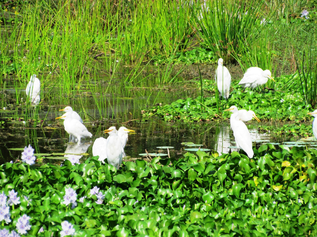 Udayamarthandapuram Bird Sanctuary景点图片