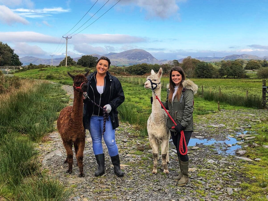 Snowdonia Alpacas景点图片