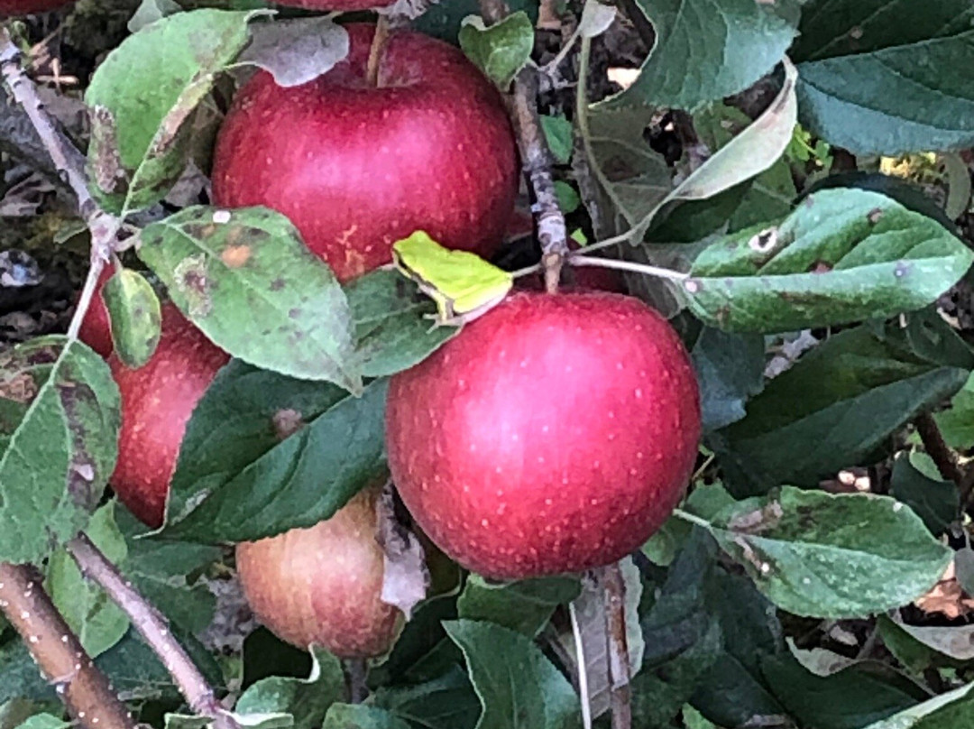 Aamodt's Apple Ochard-斯蒂尔沃特必去景点