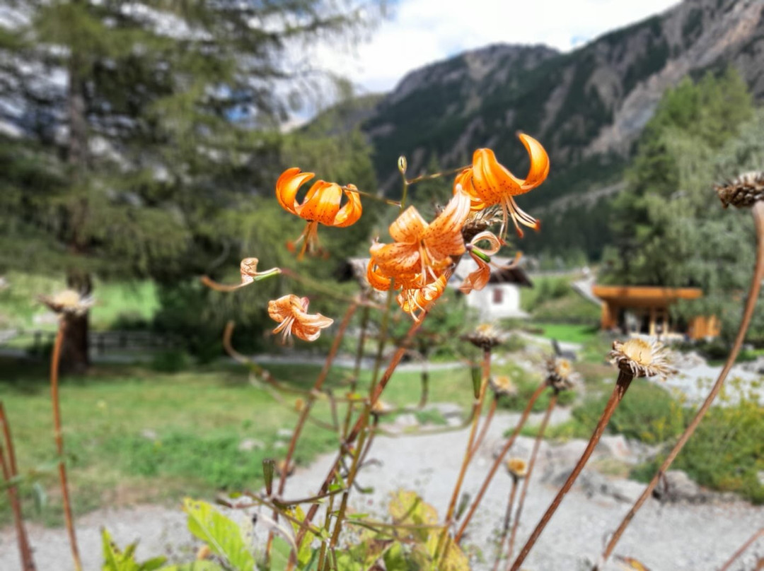 Giardino Botanico Alpino Paradisia景点图片
