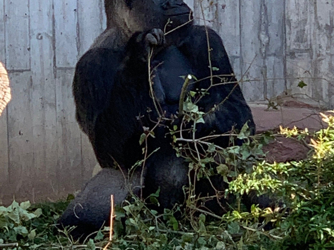 Zoo Heidelberg景点图片