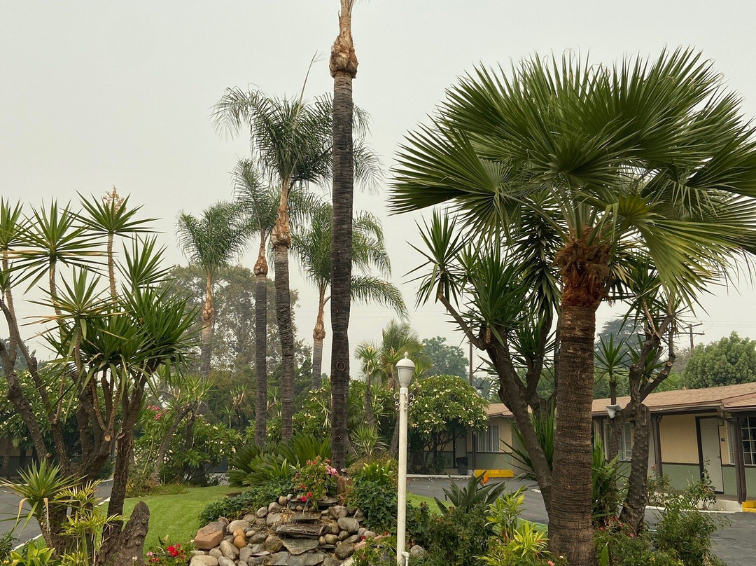 Palm Tropics Motel主图