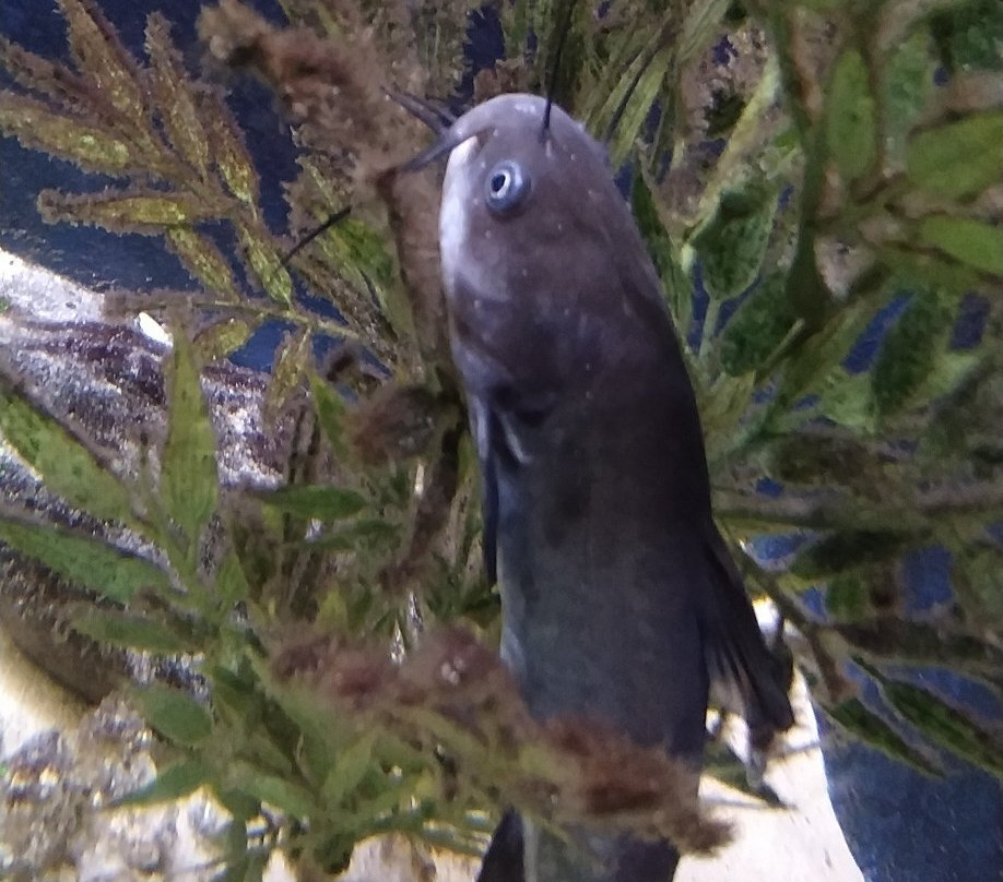 acquario di bolsena景点图片