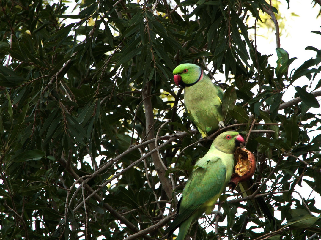 Beit Alfa Guest Houses主图