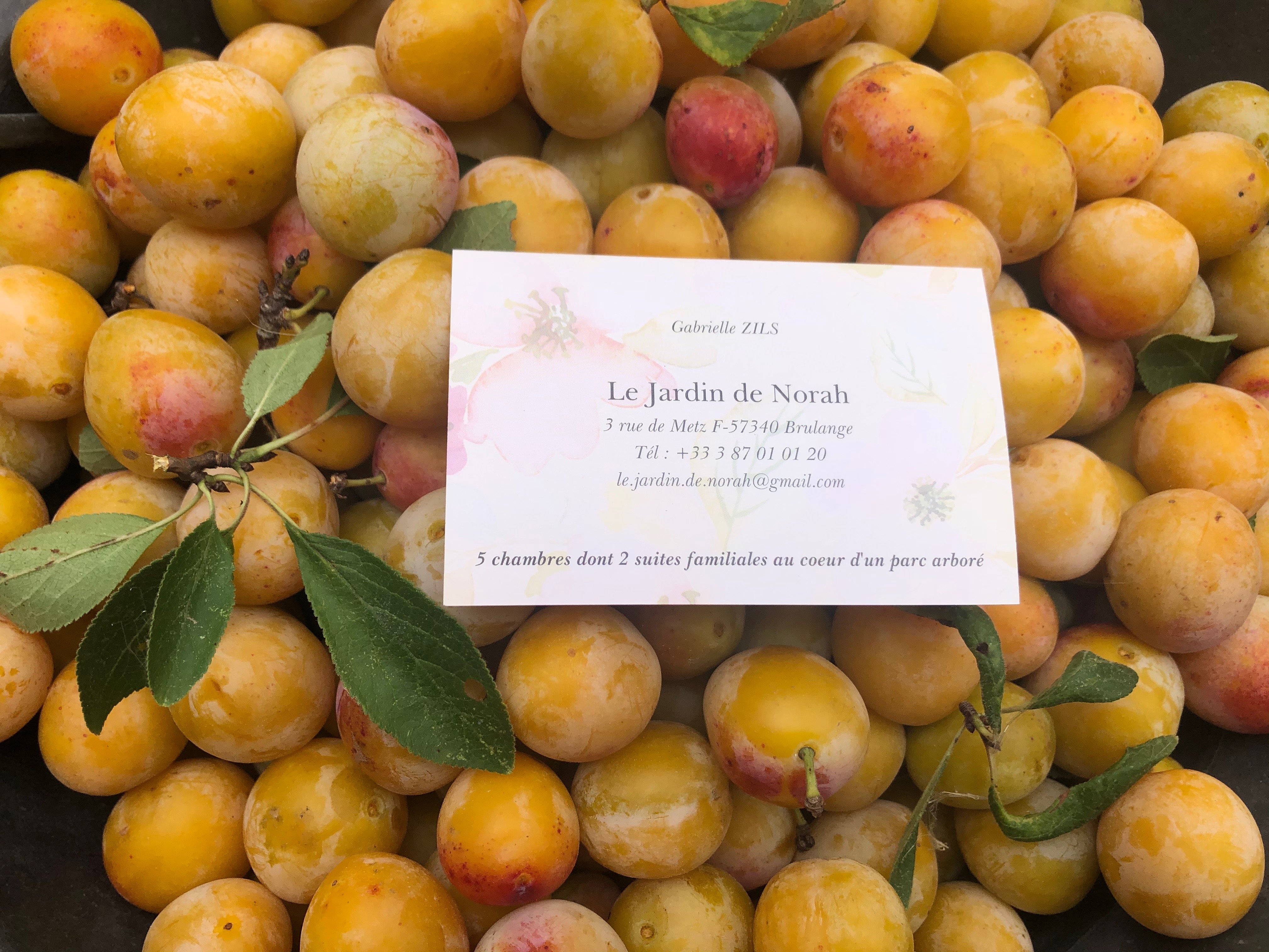 Le Jardin de Norah-官方