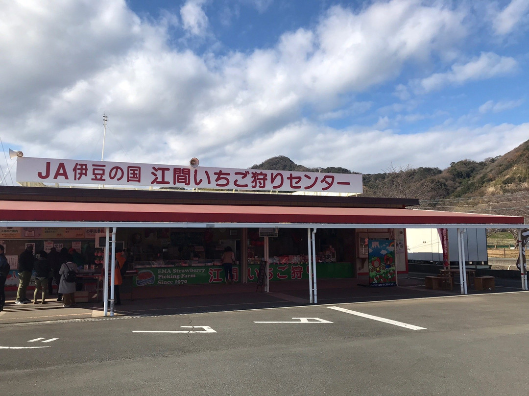 Ema Strawberry Picking Center-伊豆之国市必去景点