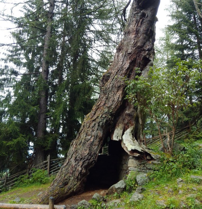 Ancient Larches of Val d'Ultimo Valley-Ultimo必去景点
