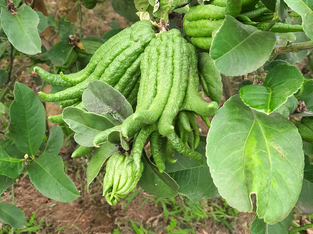 Domaine du Jasson-La Londe Les Maures必去景点