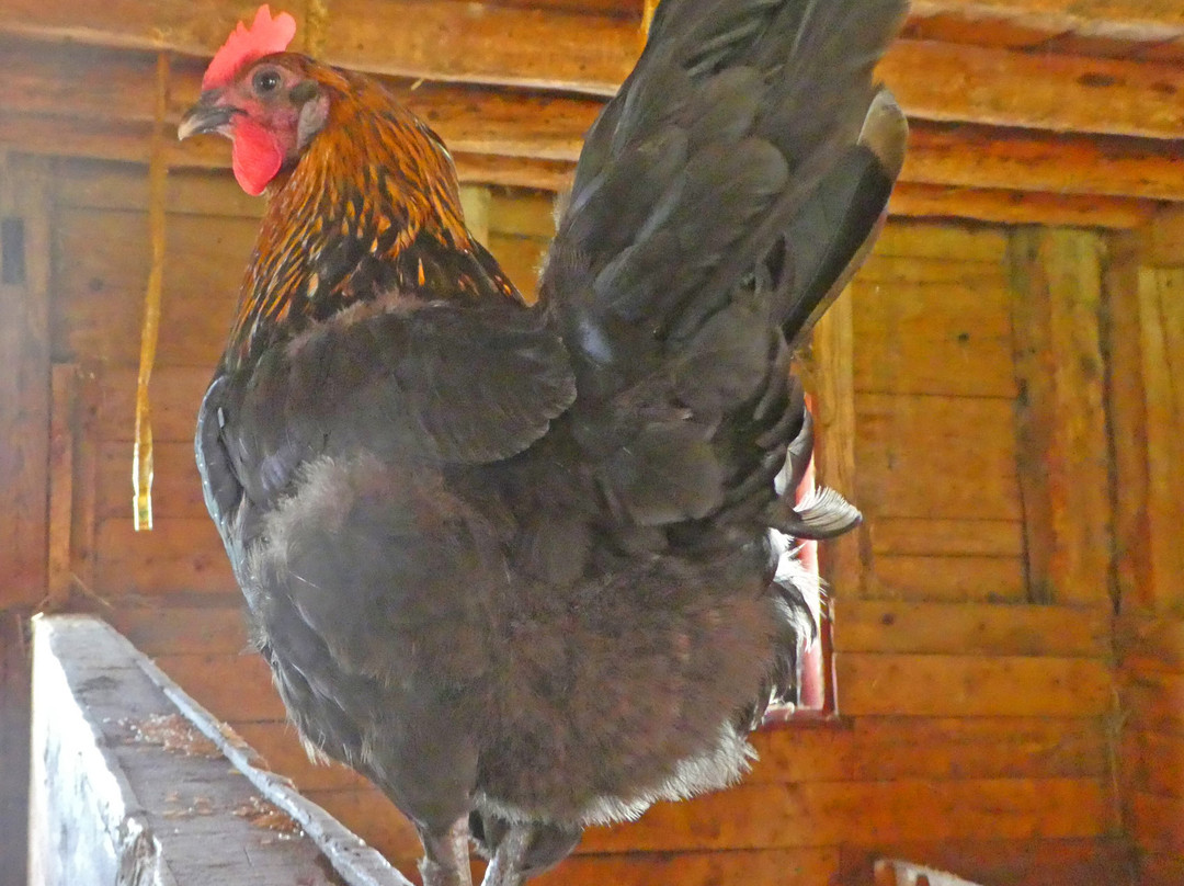 Orwell Corner Historic Village-Orwell必去景点