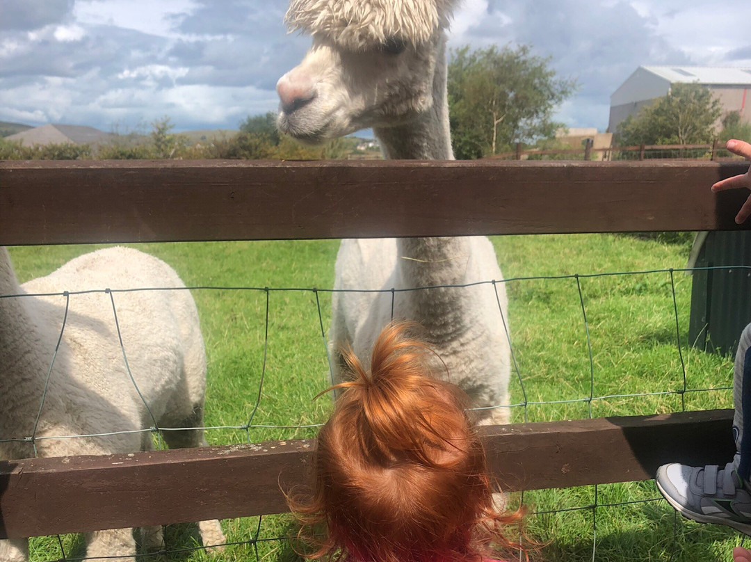 Loughwell Farm Park景点图片