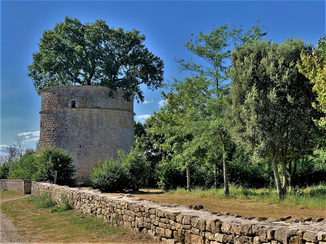 Le Chêne du Pigeonnier de Pouzay景点图片