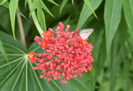 Avifauna Tours-西班牙港必去景点