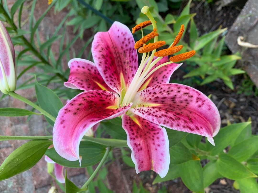 The Garden House Bed & Breakfast主图