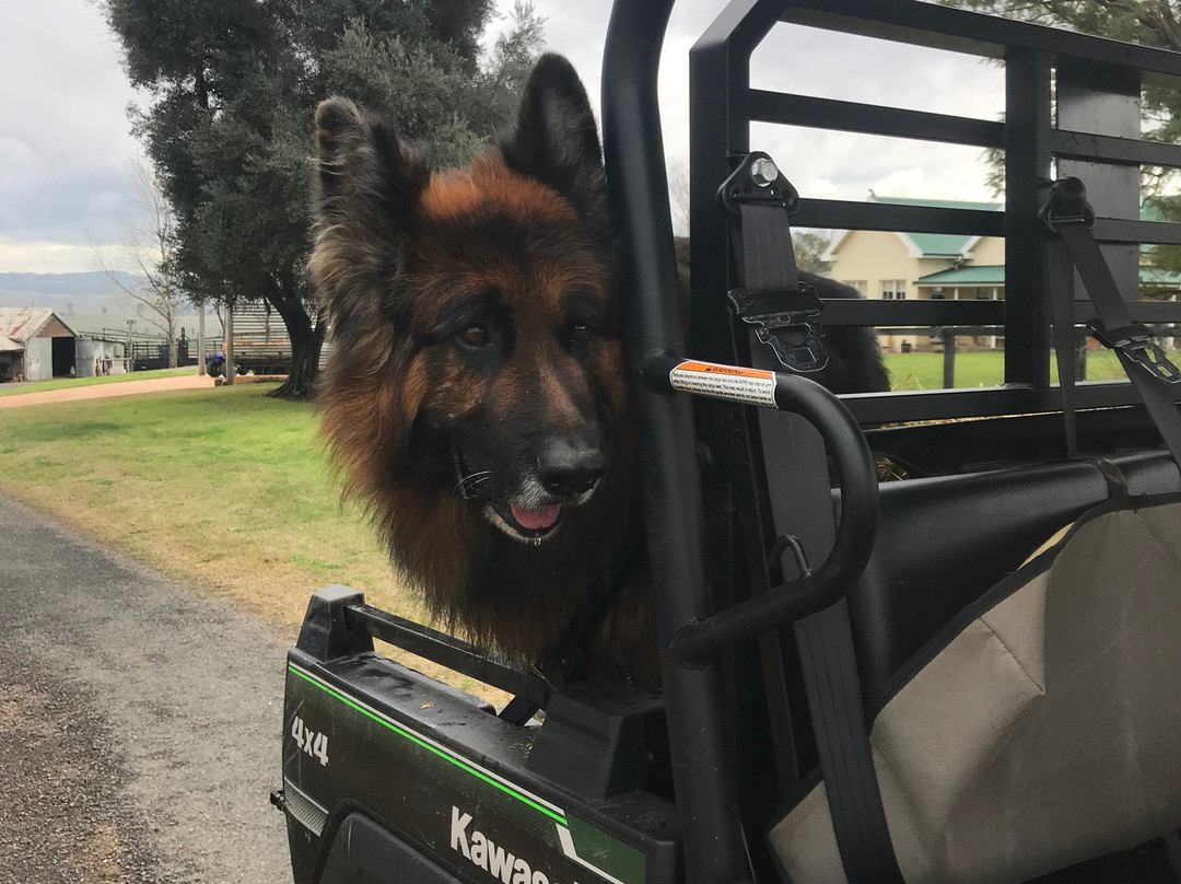 Camel Milk NSW-Muswellbrook必去景点