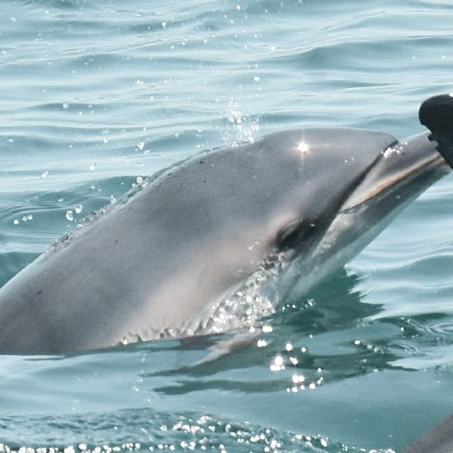 Sealife - Dolphin Watching-拉各斯必去景点