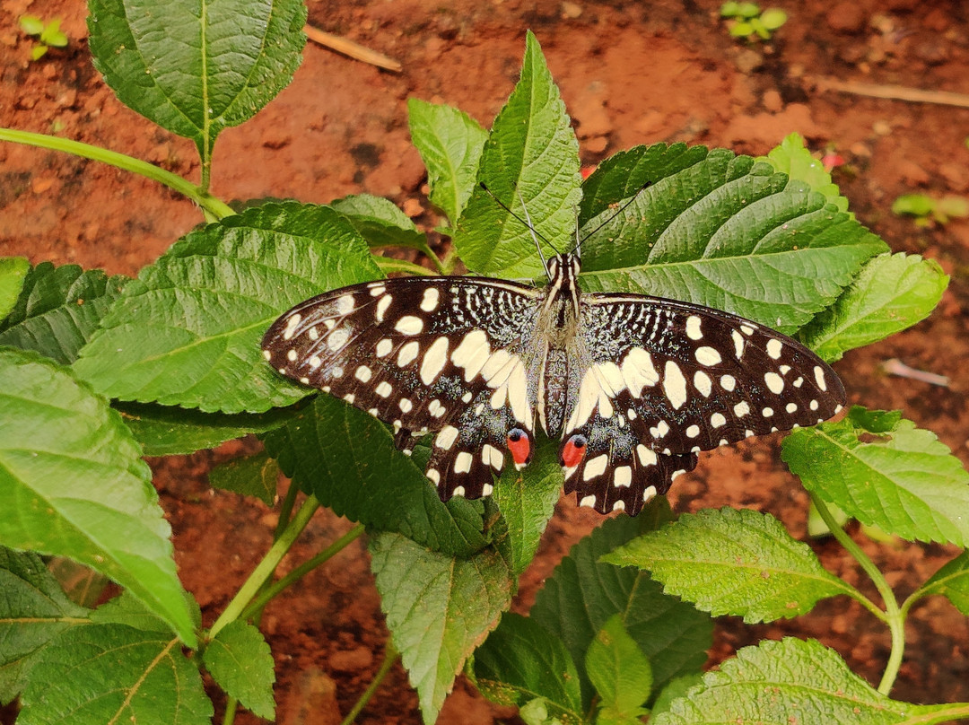Butterfly Park-班加罗尔必去景点