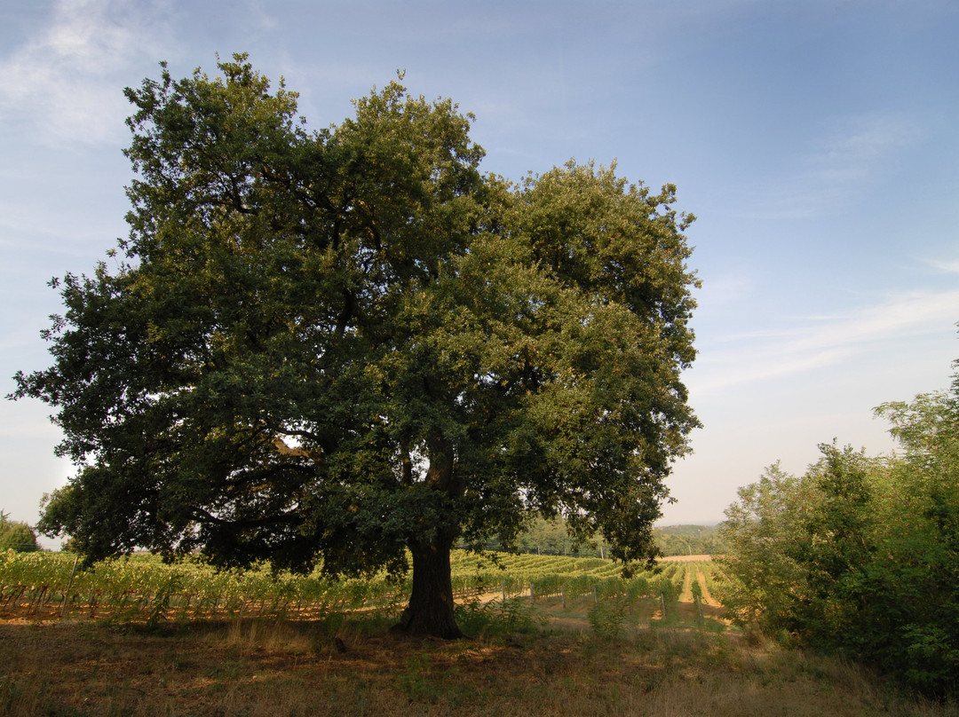 La Mesma Azienda Agricola景点图片