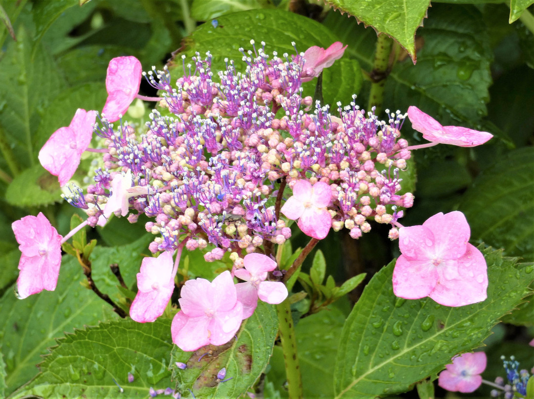 Yugenji Temple-池田町必去景点