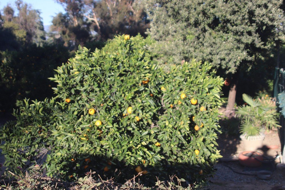 Caroline Park-雷德兰兹必去景点