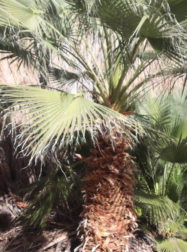 San Andres Trail-Salton City必去景点