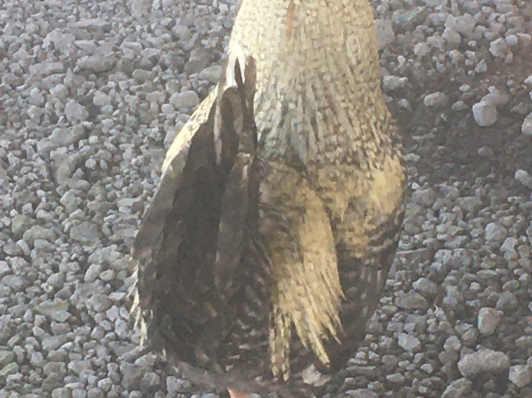 Hilo Coffee Mill-山景城必去景点