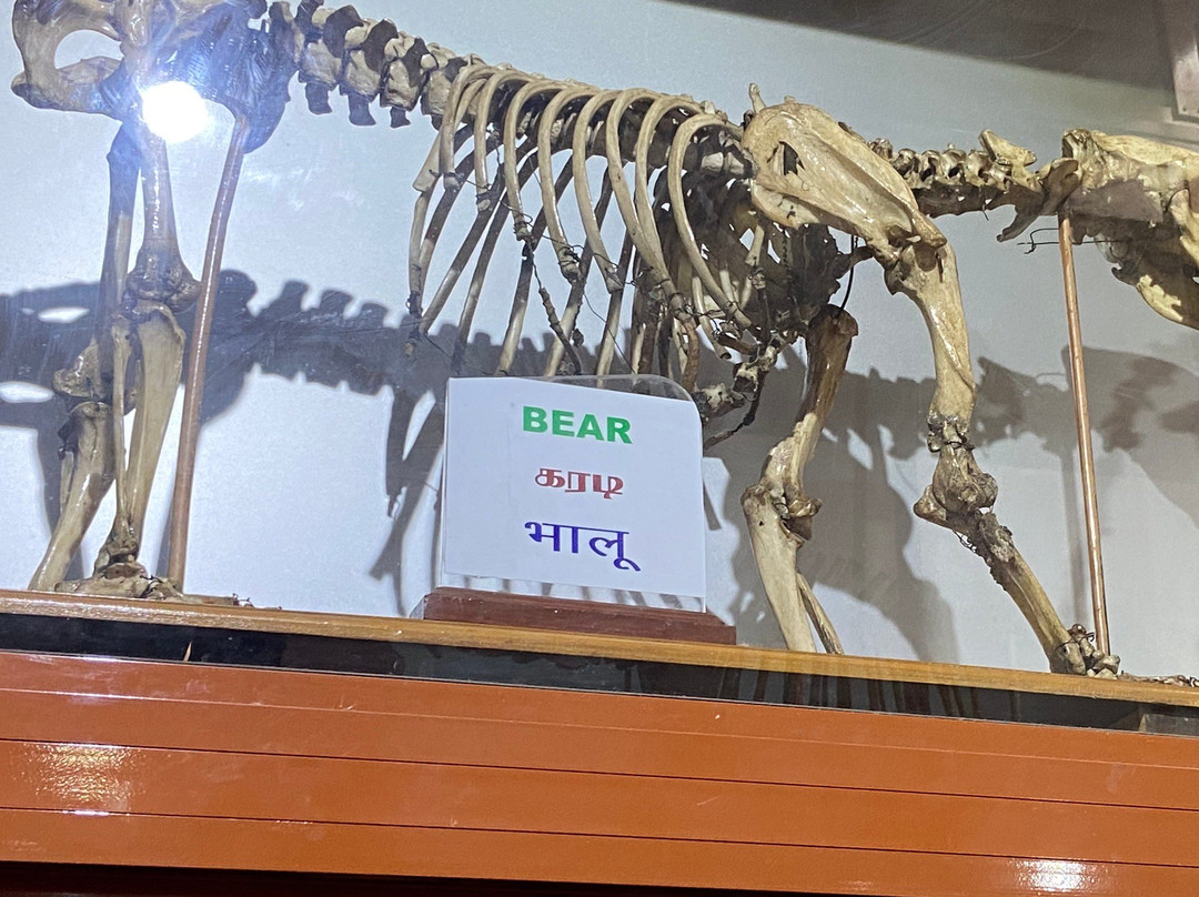 Shembaganur Museum of Natural History景点图片