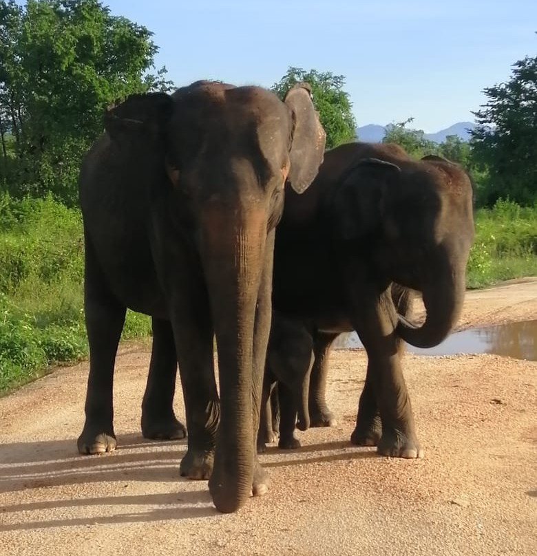 Toursrilankawb-埃勒必去景点