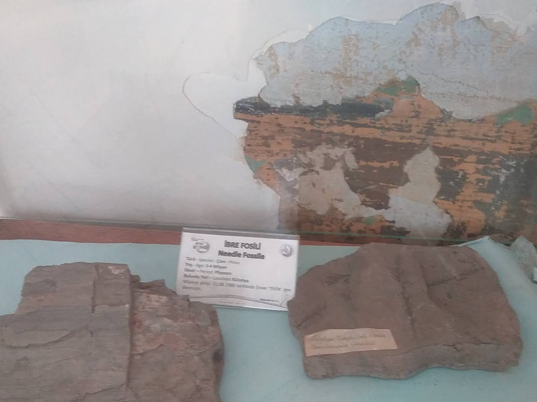 Forestry Museum景点图片