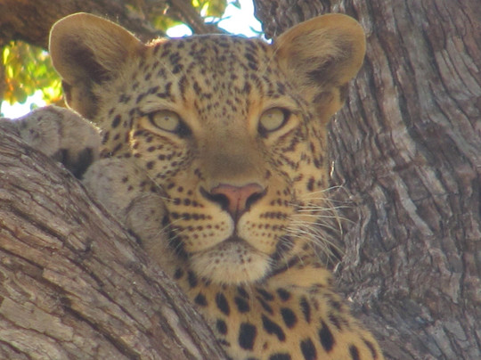 Makwela Transfrontier Safaris-比勒陀利亚必去景点