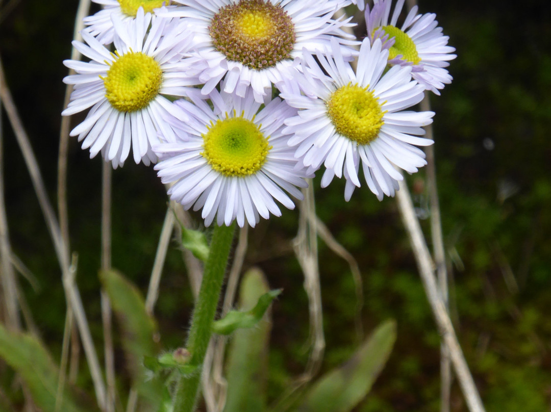 West Ridge Spring Trail-道森维尔必去景点