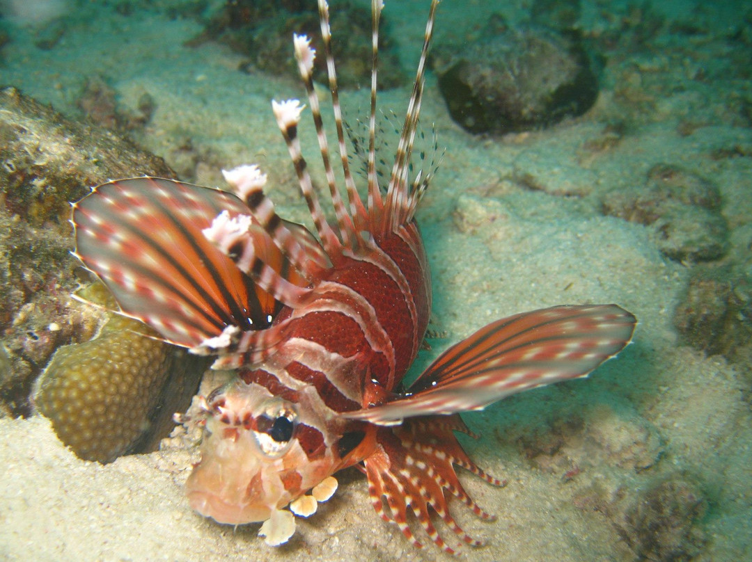 Barra Reef Divers景点图片