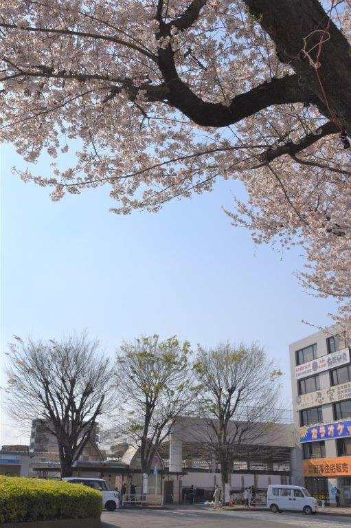 Ken Shimura Tree-东村山市必去景点