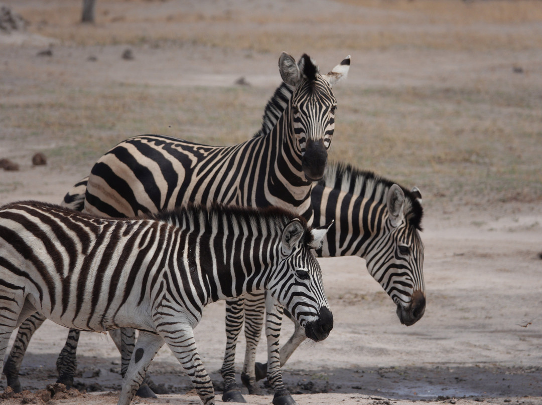 Elgin Africa-Elgin必去景点