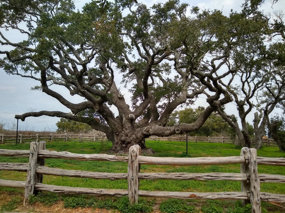 The Big Tree-罗克波特必去景点