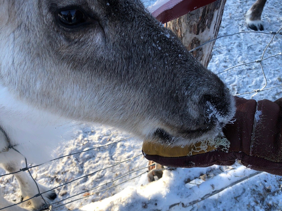 Torassieppi Reindeer Farm & Cottages-Muonio必去景点