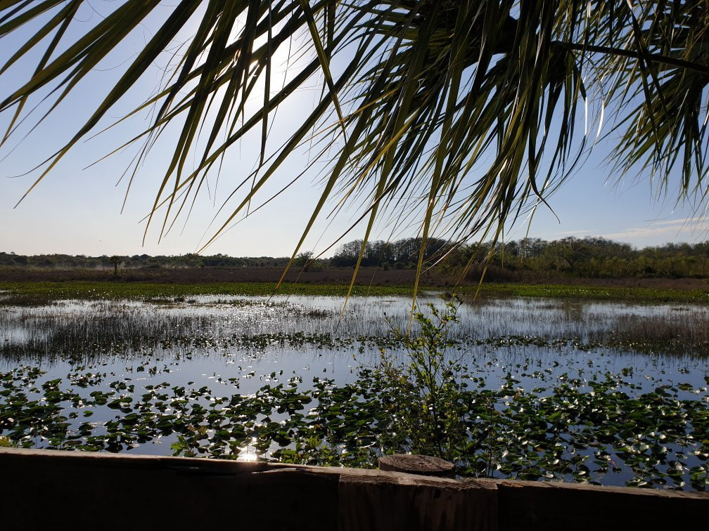 Billie Swamp Safari-克莱维斯顿必去景点