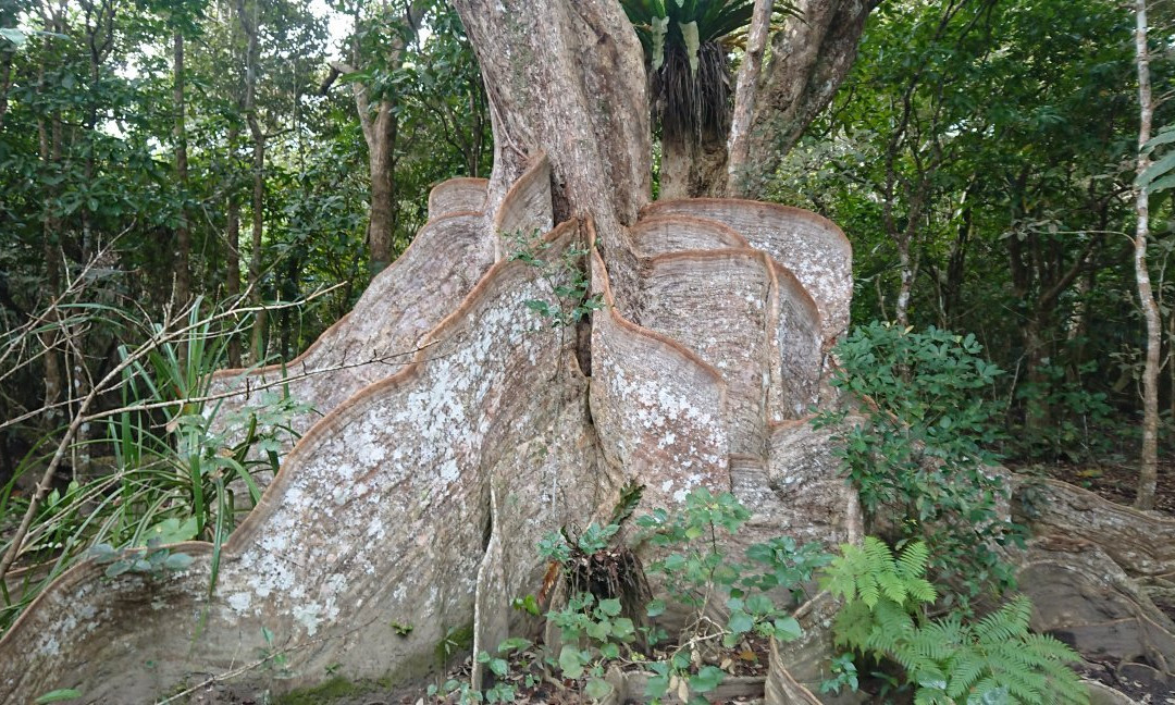 Heritiera Littoralis Tree of Nakama River-竹富町西表岛必去景点