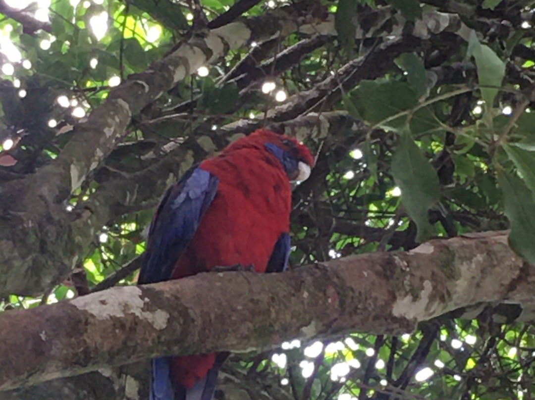 O'Reilly's Rainforest Retreat Day Experiences景点图片