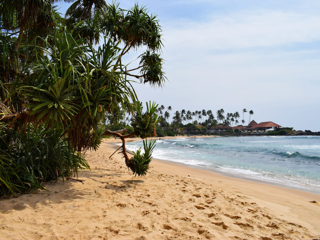 White Lion Paradise主图