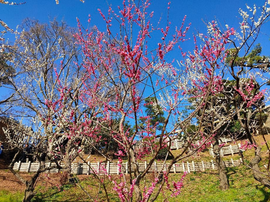 Mito Plum Festival-水户市必去景点