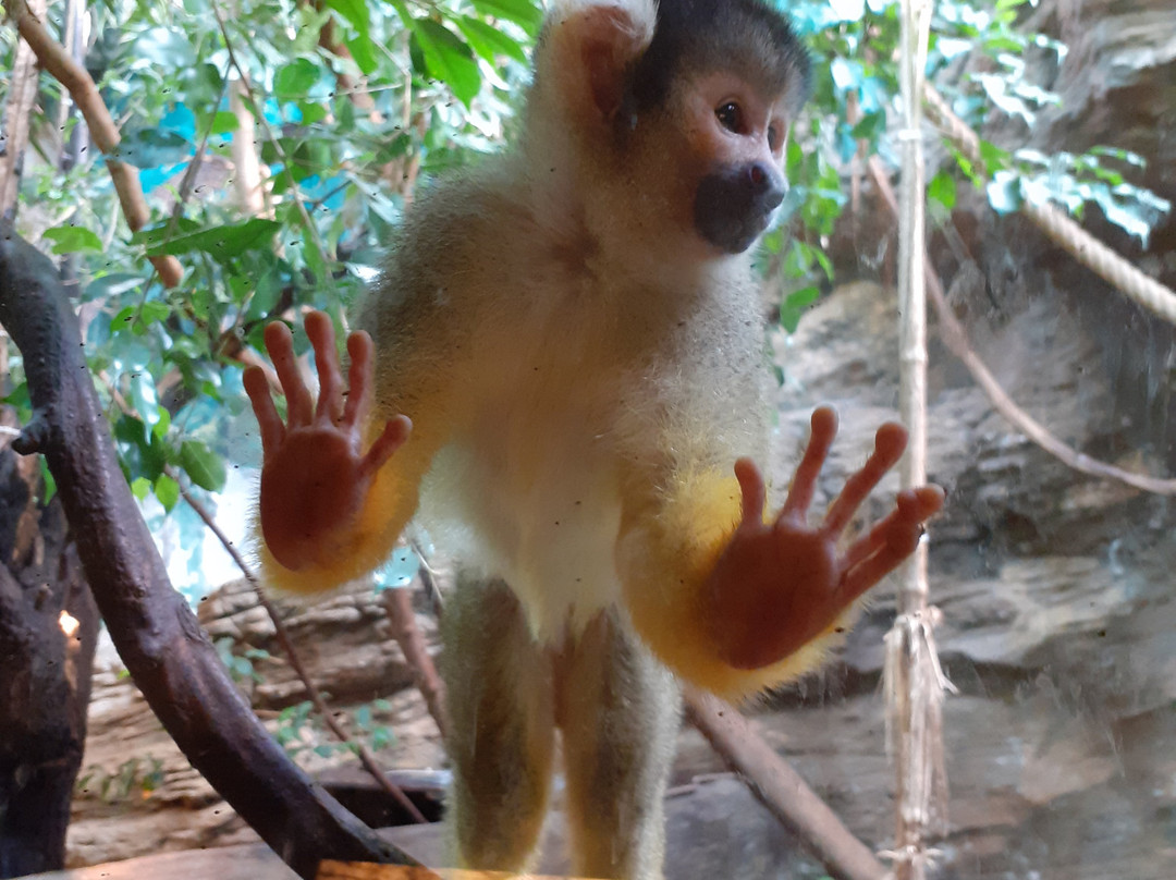 Zoo Landau景点图片