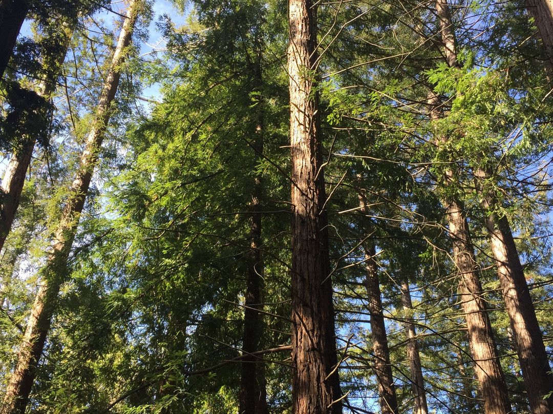 Redwood Grove Nature Preserve-洛思阿图斯必去景点