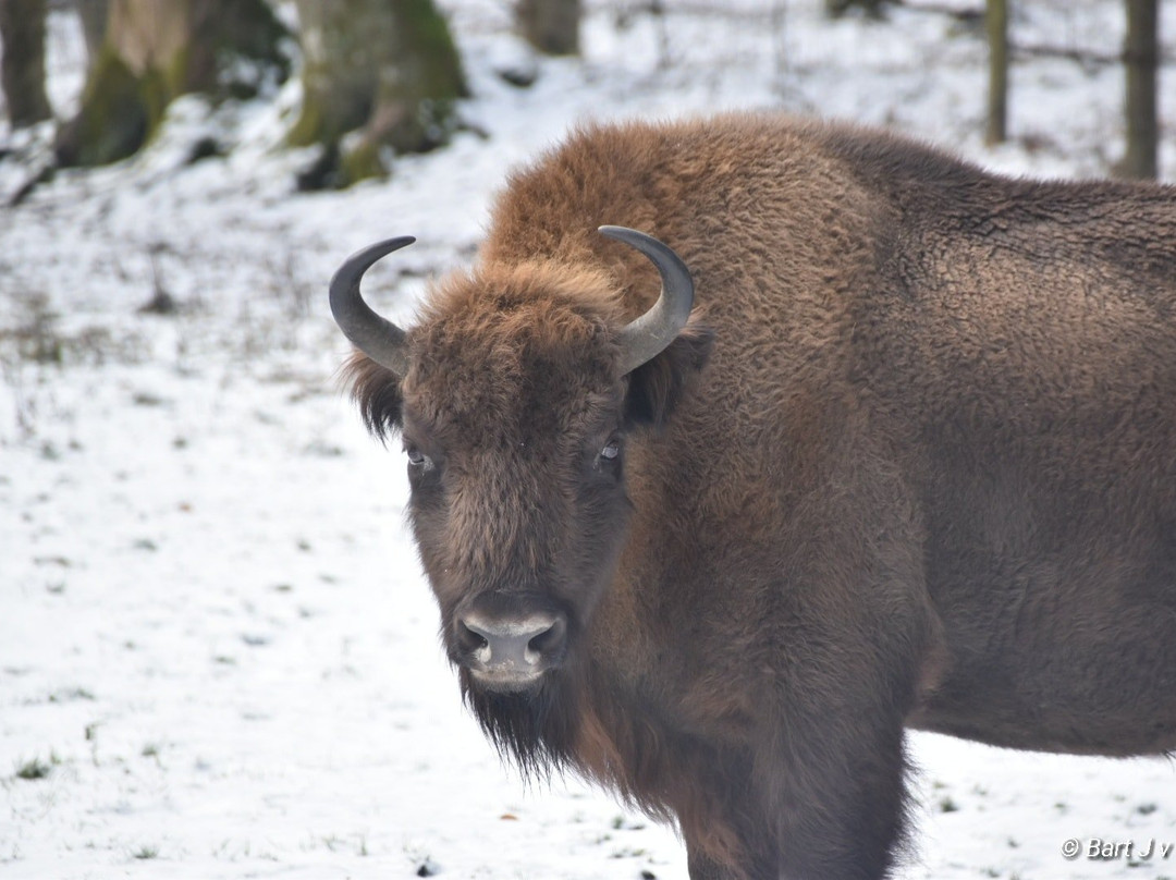 Wisent-Welt Wittgenstein景点图片