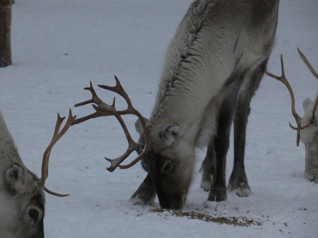 Orbas Reindeer Farm-罗瓦涅米必去景点