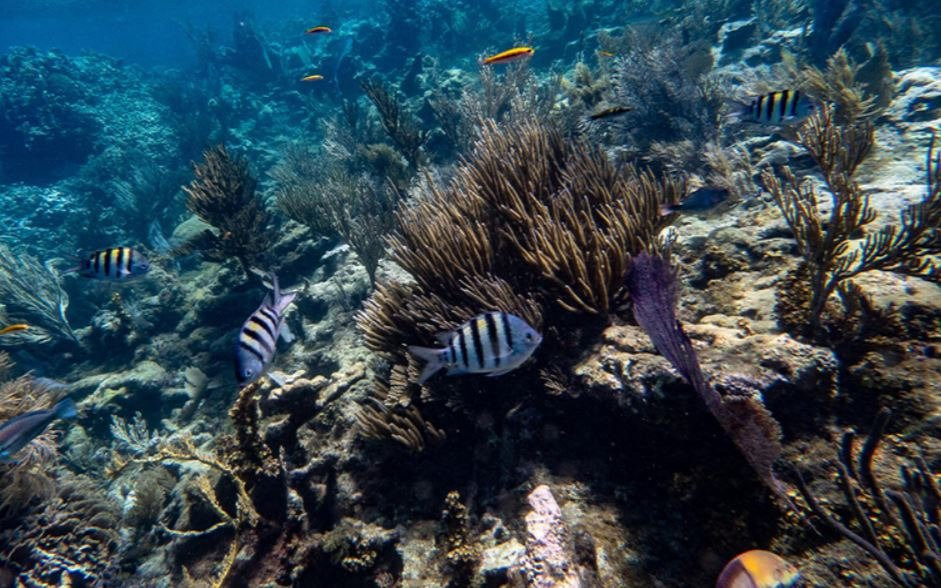 SeaPro Divers-普拉塔港必去景点