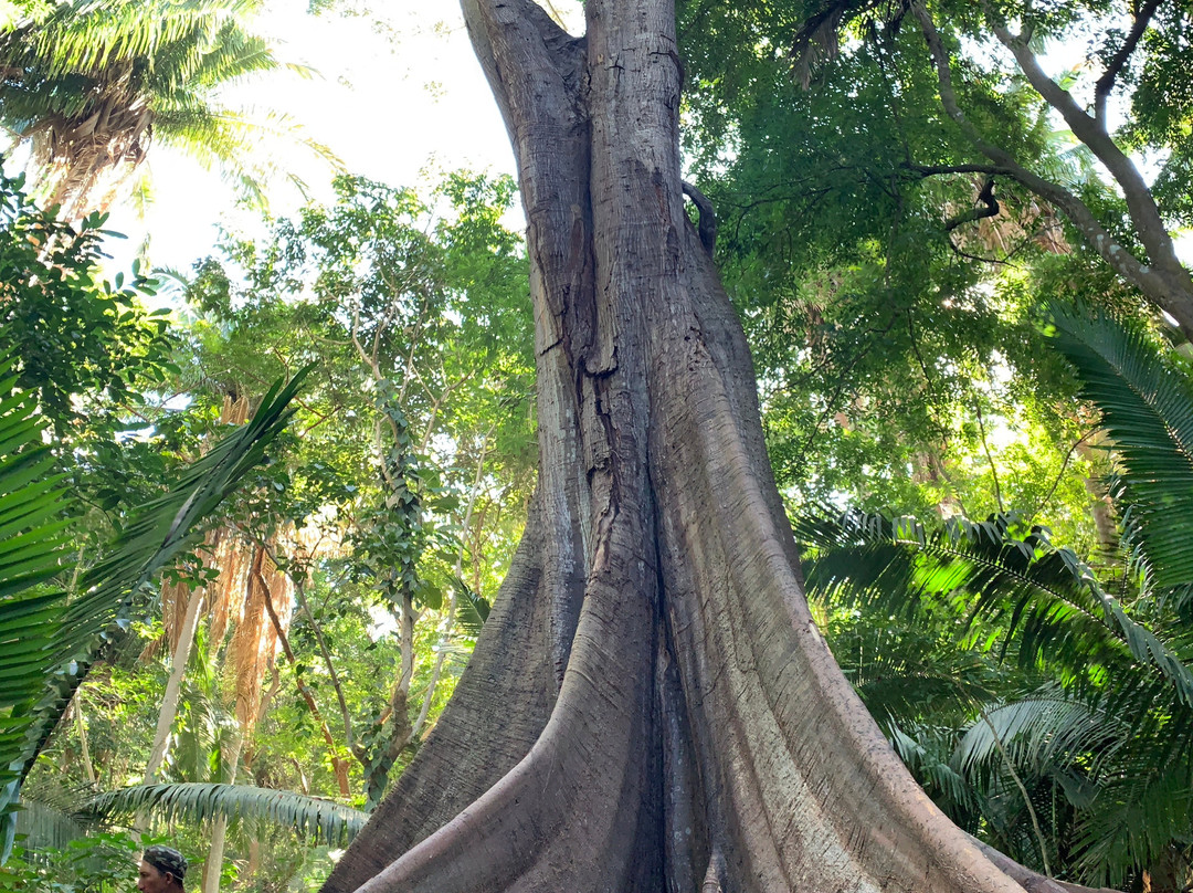 Lo de Perla Jungle Garden-旧金山必去景点