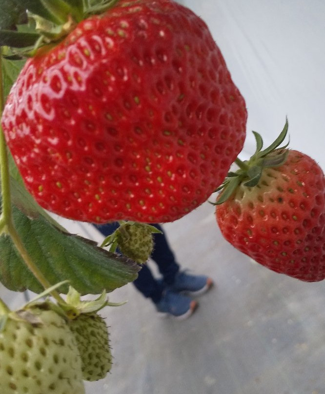 Ohisama Farm-田原市必去景点