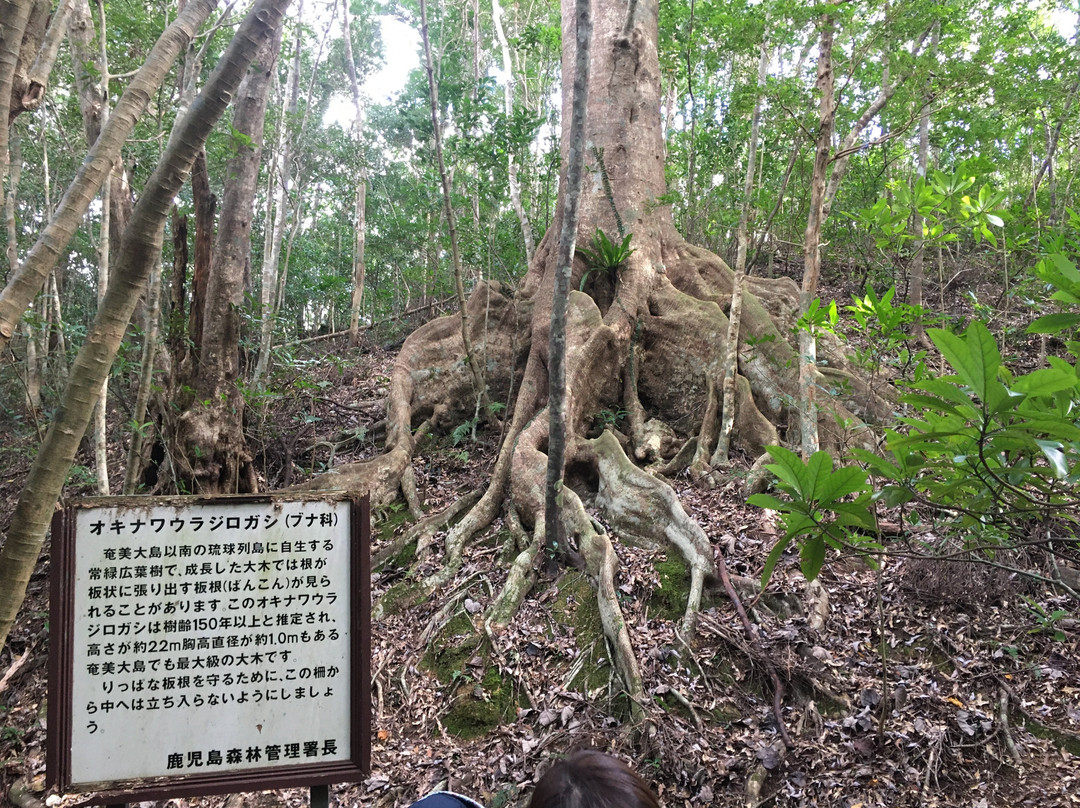 Kinsakubaru Forest景点图片